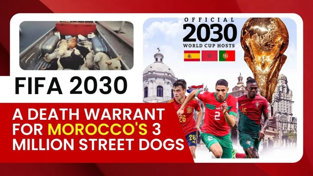 Morocco set to kill 3 million stray dogs by poisoning them ahead of 2030 Football World Cup