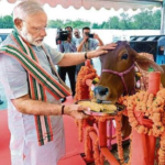 ફીફા 2030: મોરોક્કો દ્વારા 3 મિલિયન શ્વાનો માટે મૃત્યુનો હુકમ