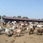 ચિત્રકૂટનાં ડૉ. બુધેન્દ્રકુમાર જૈન પદ્મશ્રી પુરસ્કારથી સન્માનિત કરાયા.