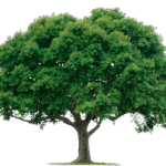 गौ सेवा की दिशा में एक महत्वपूर्ण कदम –मथाना गौवंश धाम एवं अनुसंधान केंद्र में गौ चिकित्सालय का शिलान्यास संपन्न