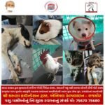 રાજકોટની ભાગોળે આવેલ ‘કિશાન ગૌશાળા’ માં 2300 ગૌમાતાની નિઃસ્વાર્થ ભાવે થતી ગૌસેવા