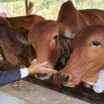 ડો. ગિરિશભાઈ શાહને “ જીવદયા અને અહિંસા” માટે 2025 નો JAINA ગ્લોબલ એવોર્ડ મળ્યો