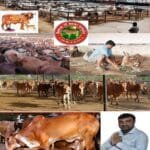 ગુરુપૂર્ણિમા… ચાતુર્માસની વધામણી…