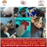 રાજકોટની ભાગોળે આવેલ ‘કિશાન ગૌશાળા’ માં 2300 ગૌમાતાની નિઃસ્વાર્થ ભાવે થતી ગૌસેવા.