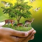 મહેતા પરિવારના વડિલના 82 મા જન્મદિને ગૌમાતાઓને5 હજાર મણ ઘાસચારો નિરવામાં આવ્યો