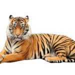 મહેતા પરિવારના વડિલના 82 મા જન્મદિને ગૌમાતાઓને5 હજાર મણ ઘાસચારો નિરવામાં આવ્યો