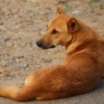 સથવારો ફાઉન્ડેશન તથા ત્રંબકેશ્વર મહાદેવર મંદિર, ત્રંબાના સંયુકત ઉપક્રમે ઋષિ પંચમીના પાવન પ્રસંગે લોક સાંસ્કૃતિક અને ભાતીગળ ભવ્ય મેળો યોજાશે.