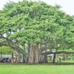 29 ઓગસ્ટ, નેશનલ સ્પોર્ટ્સ ડે