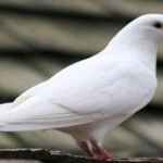 નવરાત્રી  પર્વ નિમિતે એનીમલ હેલ્પલાઈનને અનુદાન આપવા અપીલ