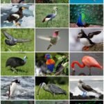 જીવદયા,માનવતા પ્રવૃતિઓ સાથે જન્મદિનની ઉજવણી કરશે ધર્મ ખેતાણી