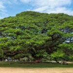 ભારત સરકારનાં એનિમલ વેલ્ફેર બોર્ડ ઓફ ઇન્ડિયાનાં સભ્ય અને સમસ્ત મહાજનનાં મેનેજીંગ ટ્રસ્ટી ગિરીશભાઇ શાહનો આજે જન્મદિવસ; 61 માં વર્ષમાં શુભ પ્રવેશ