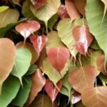 ગીરગંગા દ્વારા દેશની 111 પવિત્ર નદીઓના જળનું ‘જળકળશ મહાપૂજન’ કરાયું