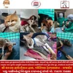 ગીરગંગા પરિવાર ટ્રસ્ટના જળસંચય મહાઅભિયાનને વેગ