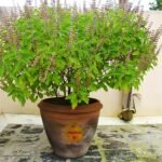 જનકલ્યાણ ટ્રસ્ટ દ્વારા ગીરગંગા પરિવાર દ્વારા આયોજિત જલકથામાં રક્તદાન કેમ્પ તથા ચક્ષુદાન – દેહદાન સંકલ્પ પત્રો ભરાવાશે