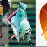 શ્રી કરૂણા ફાઉન્ડેશન ટ્રસ્ટ–એનીમલ હેલ્પલાઈન દ્વારા મકર સંક્રાતિ નિમીતે ચાઈનીઝ દોરા–ચાઈનીઝ તુકકલના વેંચાણ અને સંગ્રહ અને ઉડાડવા પર પ્રતિબંધ કરવા મુખ્યમંત્રીશ્રીને રજુઆત કરાઈ.