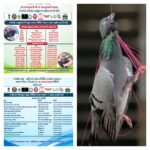 મુકેશભાઈ પાબારીના આર્થિક સહયોગથીમોટા વડાળા ગામે ગીરગંગા પરિવાર ટ્રસ્ટ દ્વારા ચેકડેમનું ખાતમુહૂર્ત.