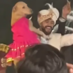 बारात में दूल्हे का अपने पालतू कुत्ते के साथ प्यारा डांस, इंटरनेट पर छाया वीडियो