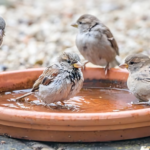 “ગૌ ટેક 2026”ના ભવ્ય આયોજન પૂર્વે તા.15 માર્ચ, રવિવારના રોજ પુના ખાતે ભૂમિ પૂજનનું આયોજન ગૌ આધારિત અર્થવ્યવસ્થા અને ગ્રામિણ વિકાસને નવી દિશા આપશે “ગૌ ટેક 2026”