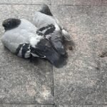 गांधी मंडेला फाउंडेशनने भारत लौटने परजैन आचार्य लोकेशजी का भव्य स्वागत किया।