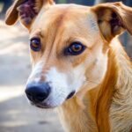 Przykłady zastosowania pojęcia zmienności w automatach Vox