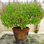 અમરેલીના ૮૫ ગામોમાં જળ સંચયનો પાયો: મુખ્યમંત્રી ભૂપેન્દ્ર પટેલની ઉપસ્થિતિમાં ભવ્ય જળ સંમેલન સંપન્ન