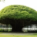 गौमाता को ‘राज्यमाता’ घोषित करने की मांग, शंकराचार्यने CM भूपेंद्र पटेल को सौंपा प्रस्ताव