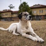 GCCI द्वारा आयोजित “गौकुलम” विशेष संवाद श्रृंखला में “गौ आधारित भविष्य: अनुसंधान, चेतना और विकास की नई दिशा” विषय पर विशेष संवाद