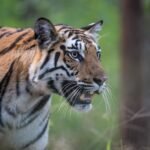 एनएचएआई का ‘आरोग्य वन’ अभियान हाईवे किनारे लगेंगे 67 हजार से अधिक औषधीय पेड़