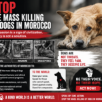 Global outrage over dog killings in Morocco, questions raised on animal rights